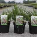 Pennisetum alopecuroides 'Moudry' cont. 3,6L +p