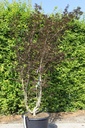 Acer palmatum 'Trompenburg' cont. 50L 175-200 cm