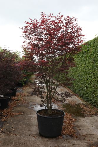 [P] Acer palmatum 'Bloodgood' cont. 130L 250/+ cm