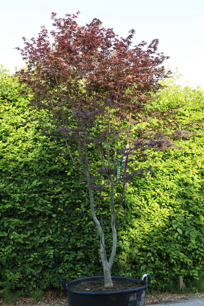 Acer palmatum 'Bloodgood' cont. 130L 250/+ cm