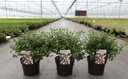 Abelia zanderi 'Little Richard' cont. 3,6L 25-30 cm +f