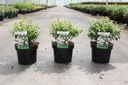 Abelia zanderi 'Little Richard' cont. 3,6L 25-30 cm +p