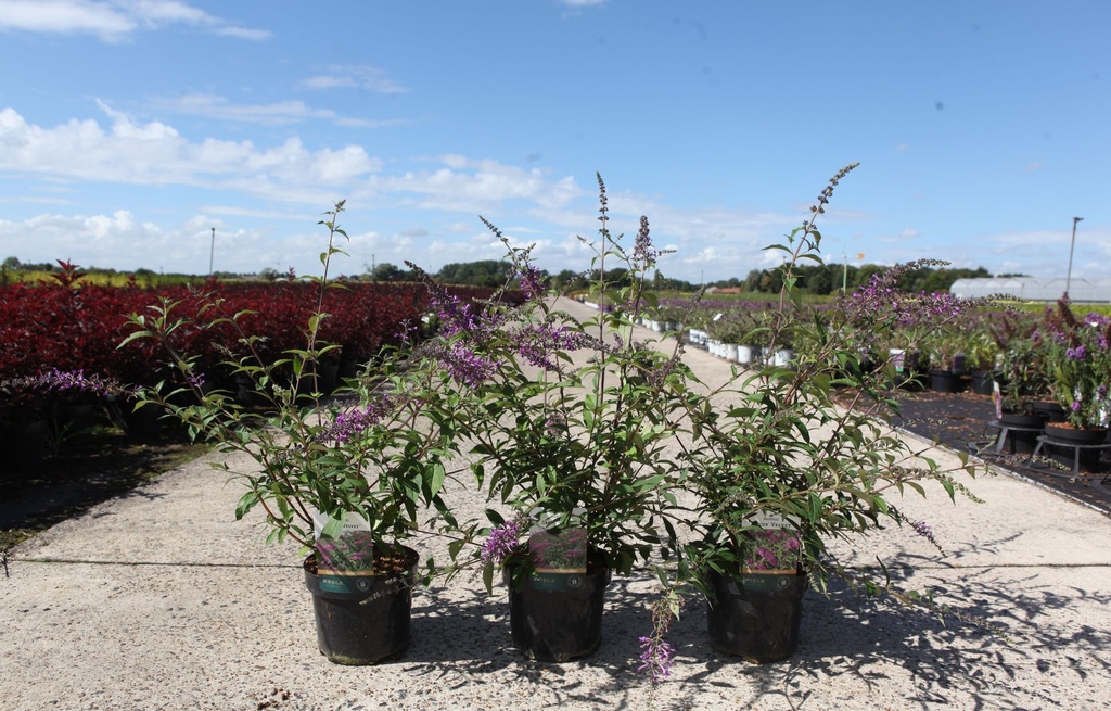 Buddleja ARGUS® VELVET (PBR) cont. 3,6L 40-50 cm +p