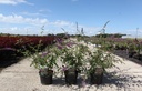 Buddleja ARGUS® VELVET (PBR) cont. 3,6L 40-50 cm +B