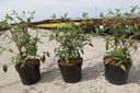 Buddleja ARGUS® VELVET (PBR) cont. 3,6L 40-50 cm +B