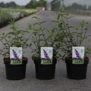 Buddleja ARGUS® VELVET (PBR) cont. 3,6L 40-50 cm +B