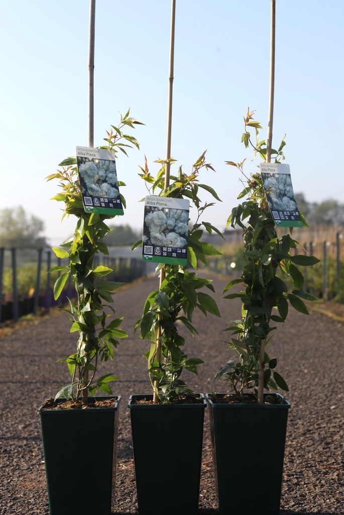 Rosa banksiae 'Alba Plena' cont. 4L hoog 80-100 cm +f