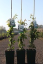 Rosa banksiae 'Alba Plena' cont. 4L hoog 80-100 cm +f