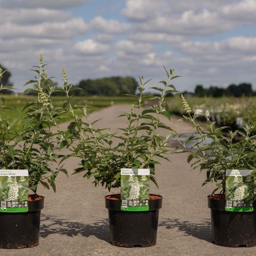 [P] Buddleja ARGUS® WHITE (PBR) cont. 3,6L 40-50 cm +ф
