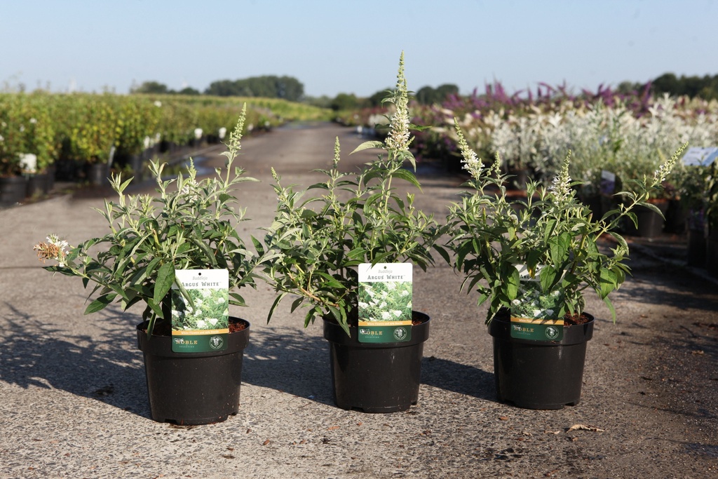 Buddleja ARGUS® WHITE (PBR) cont. 3,6L 40-50 cm +B