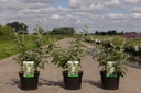 Buddleja ARGUS® WHITE (PBR) cont. 3,6L 40-50 cm +ф