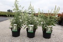Buddleja ARGUS® WHITE (PBR) cont. 3,6L 40-50 cm +ф