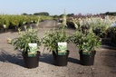 Buddleja ARGUS® WHITE (PBR) cont. 3,6L 40-50 cm +B