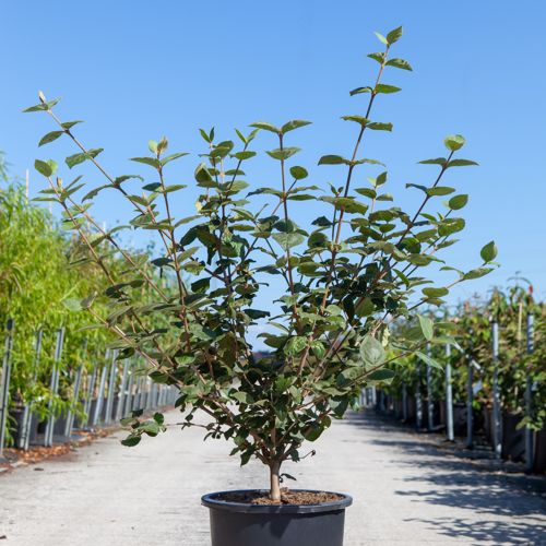 [P] Viburnum carlcephalum cont. 25L 100-125 cm +p