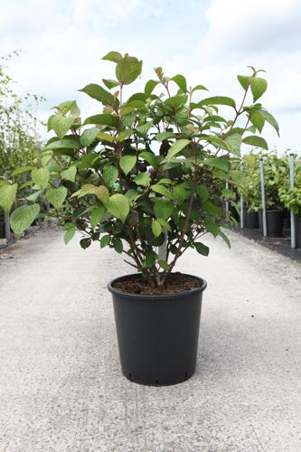 [P] Viburnum plicatum 'Grandiflorum' cont. 25L 100-125 cm +p