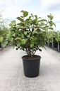 Viburnum plicatum 'Grandiflorum' cont. 25L 100-125 cm +ф