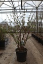 Viburnum plicatum 'Grandiflorum' cont. 25L 100-125 cm +f