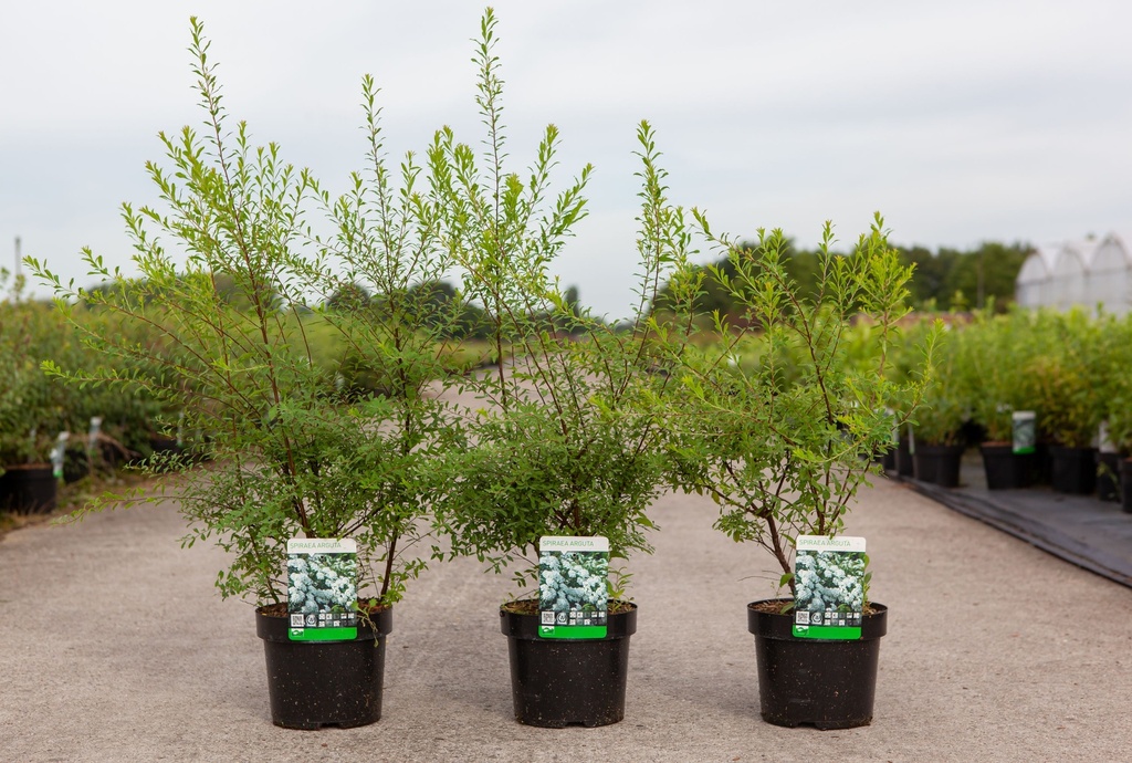 Spiraea arguta cont. 3,6L 60/+ cm +ф