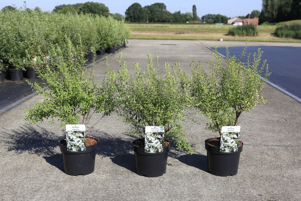 [P] Spiraea arguta cont. 3,6L 60/+ cm +ф