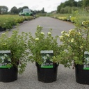 Potentilla fruticosa 'Limelight' cont. 3,6L 30/+ cm +p