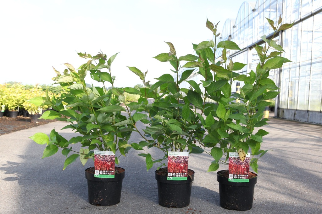 Cornus alba BATON ROUGE® (PBR) cont. 3,6L 60/+ cm +p