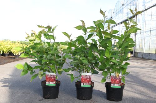 Cornus alba BATON ROUGE® (PBR) cont. 3,6L 60/+ cm +p