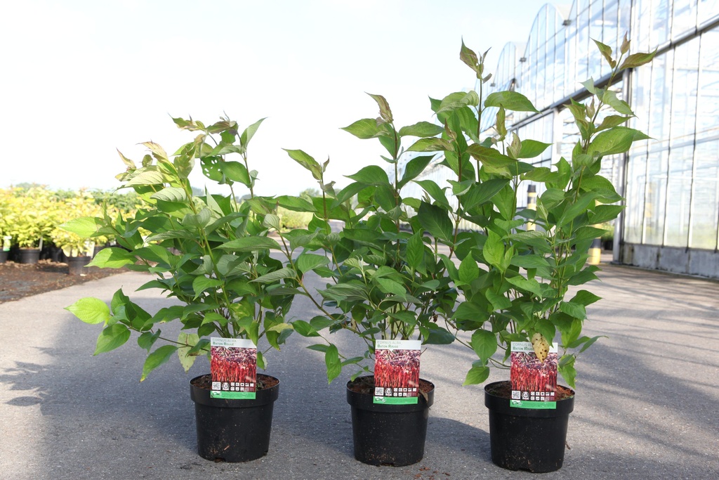 Cornus alba BATON ROUGE® Noble® (PBR) cont. 3,6L 60/+ cm +f