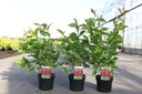Cornus alba BATON ROUGE® (PBR) cont. 3,6L 60/+ cm +p