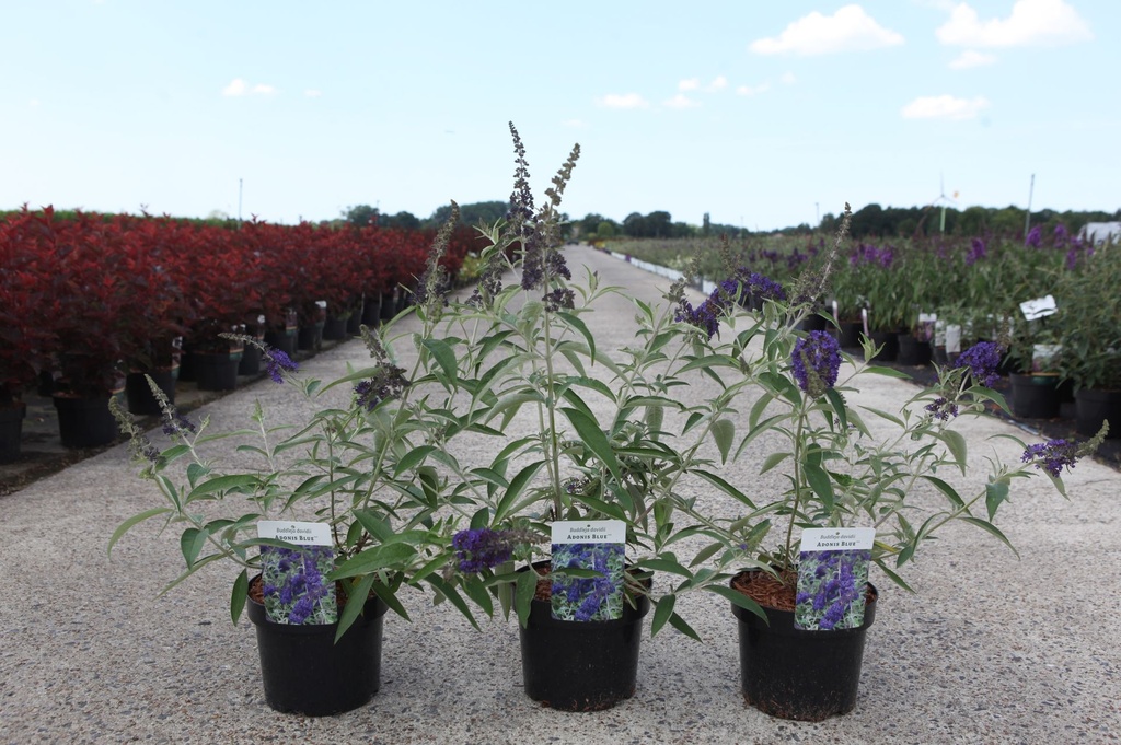 Buddleja davidii ADONIS BLUE (PBR) cont. 3,6L 30-40 cm +ф
