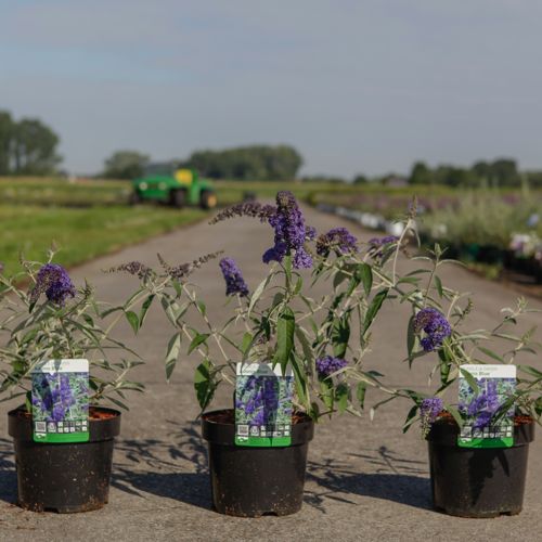 Buddleja davidii ADONIS BLUE (PBR) cont. 3,6L 30-40 cm +B