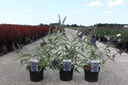 Buddleja davidii ADONIS BLUE (PBR) cont. 3,6L 30-40 cm +p