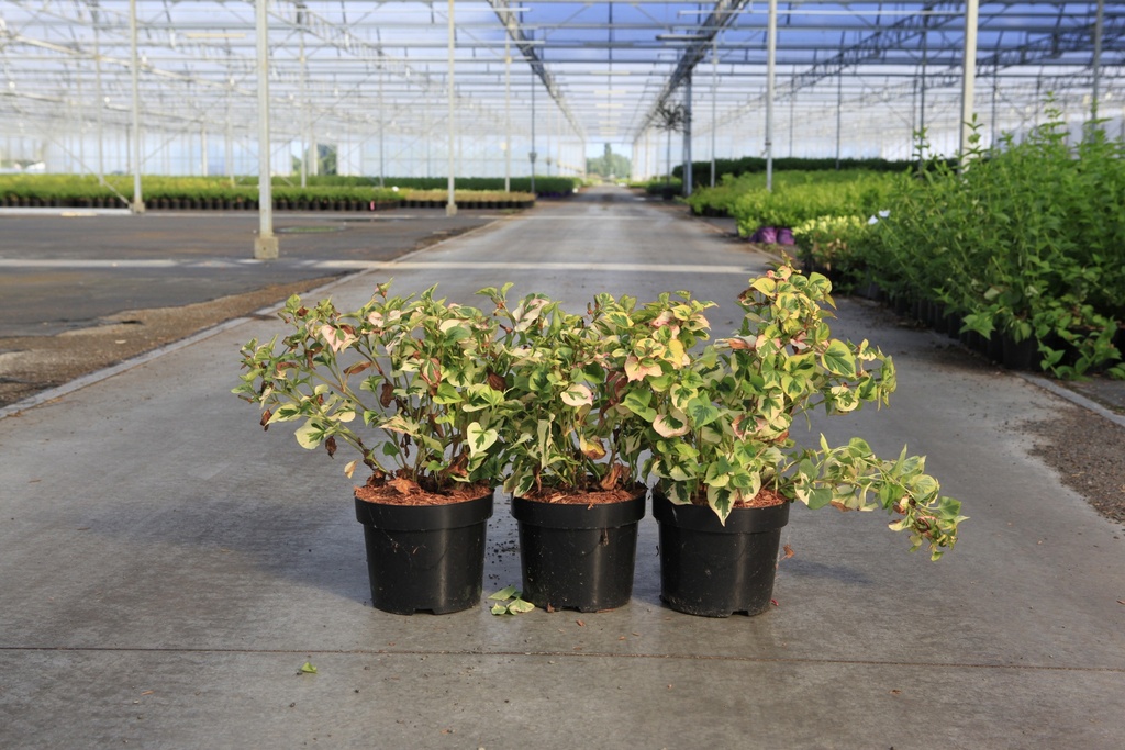 [P] Houttuynia cordata 'Chameleon' cont. 3,6L +f