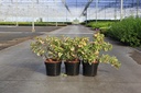 Houttuynia cordata 'Chameleon' Kont. 3,6L +B
