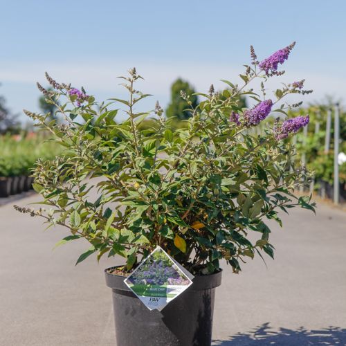 [P] Buddleja Proven Winners® 'Blue Chip' (PBR) cont. 10L déco 40-50 cm +p