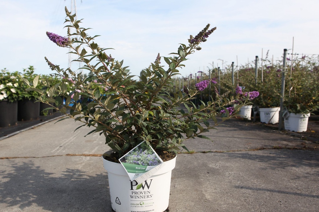 [P] Buddleja Proven Winners® 'Blue Chip' (PBR) cont. 10L déco 40-50 cm +p