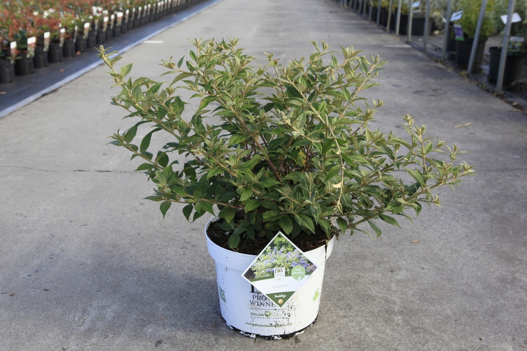 Buddleja Proven Winners® 'Blue Chip' (PBR) cont. 10L deco 40-50 cm +p