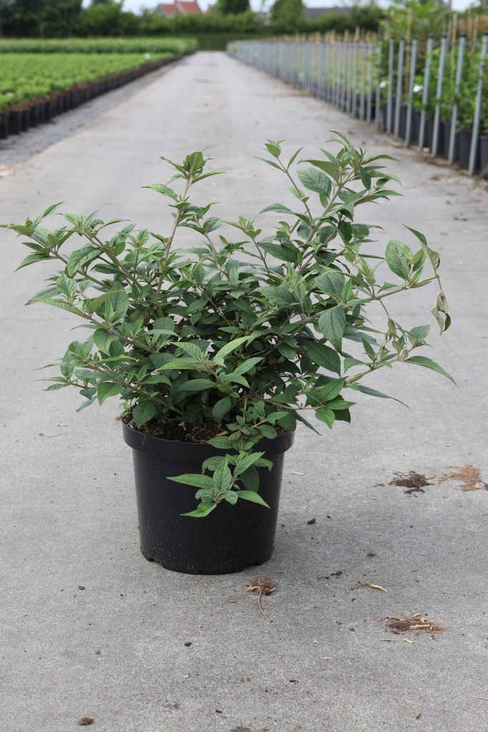 Buddleja davidii Proven Winners® 'Blue Chip' (PBR) cont. 10L deco 40-50 cm +f