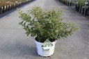Buddleja Proven Winners® 'Blue Chip' (PBR) cont. 10L deco 40-50 cm +p