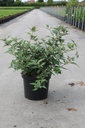 Buddleja davidii Proven Winners® 'Blue Chip' (PBR) cont. 10L deco 40-50 cm +f