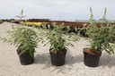 Buddleja davidii 'Black Knight' cont. 3,6L 40-50 cm +p