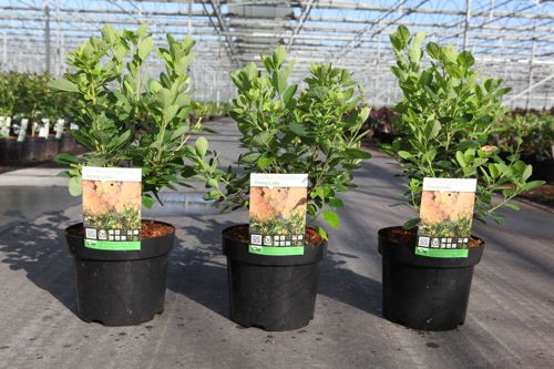 Cotinus coggygria 'Young Lady' (PBR) cont. 3,6L 30-40 cm +ф