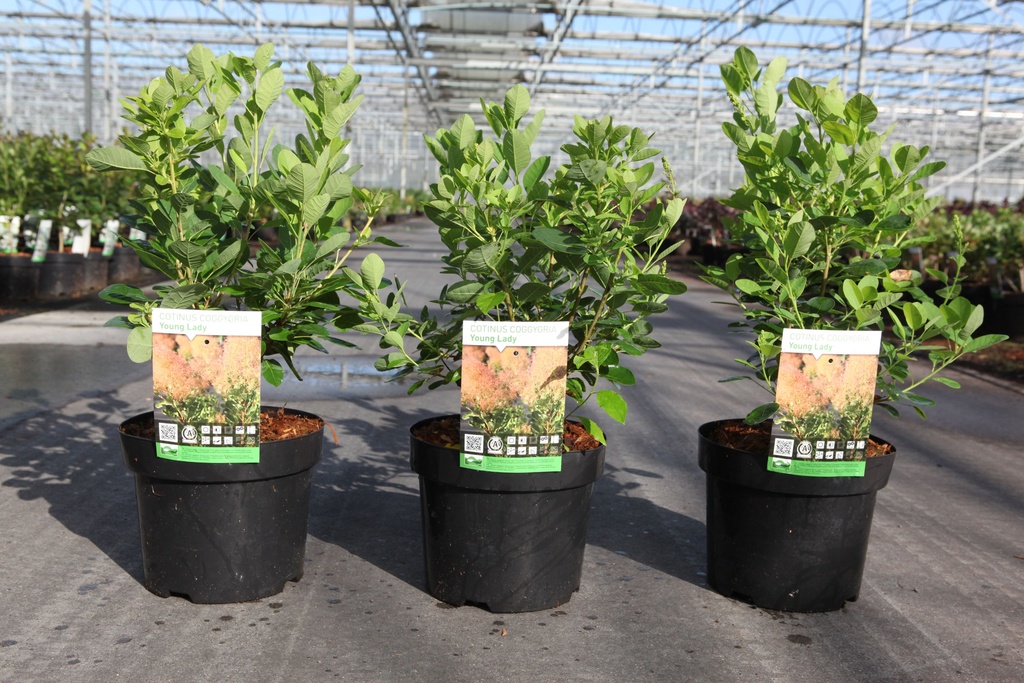 Cotinus coggygria 'Young Lady' (PBR) cont. 3,6L 30-40 cm +p