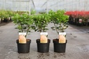 Cotinus coggygria 'Young Lady' (PBR) cont. 3,6L 30-40 cm +p
