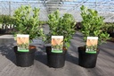 Cotinus coggygria 'Young Lady' (PBR) cont. 3,6L 30-40 cm +p