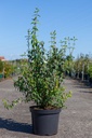 Philadelphus 'Lemoinei' cont. 10L 80/+ cm +f