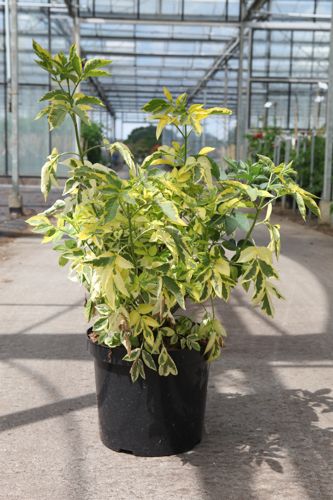 [P] Sambucus nigra 'Madonna' cont. 10L 60-80 cm +ф