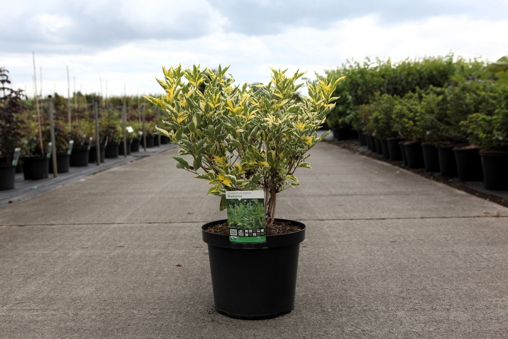Sambucus nigra 'Madonna' cont. 10L 60-80 cm +ф