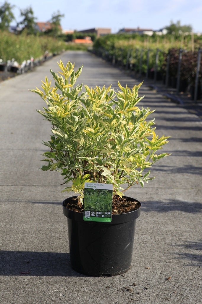 [P] Sambucus nigra 'Madonna' cont. 10L 60-80 cm +f