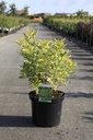 Sambucus nigra 'Madonna' cont. 10L 60-80 cm +f