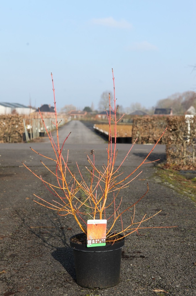 [P] Cornus sanguinea 'Winter Beauty' cont. 10L 60-80 cm +B